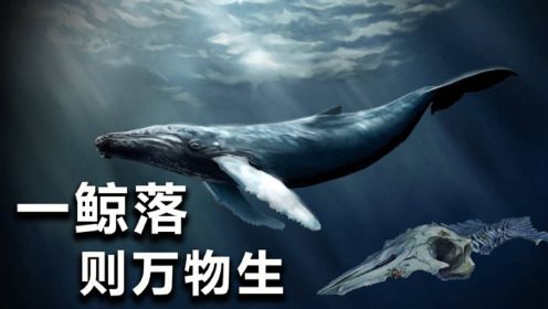 中国南海首次发现”鲸落“，为什么说它是世界上最浪漫的死亡？