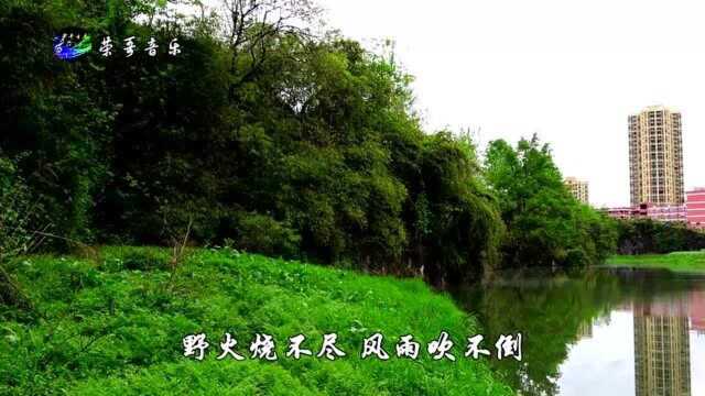 高胜美影视金曲《青青河边草》经典老歌,久听不厌