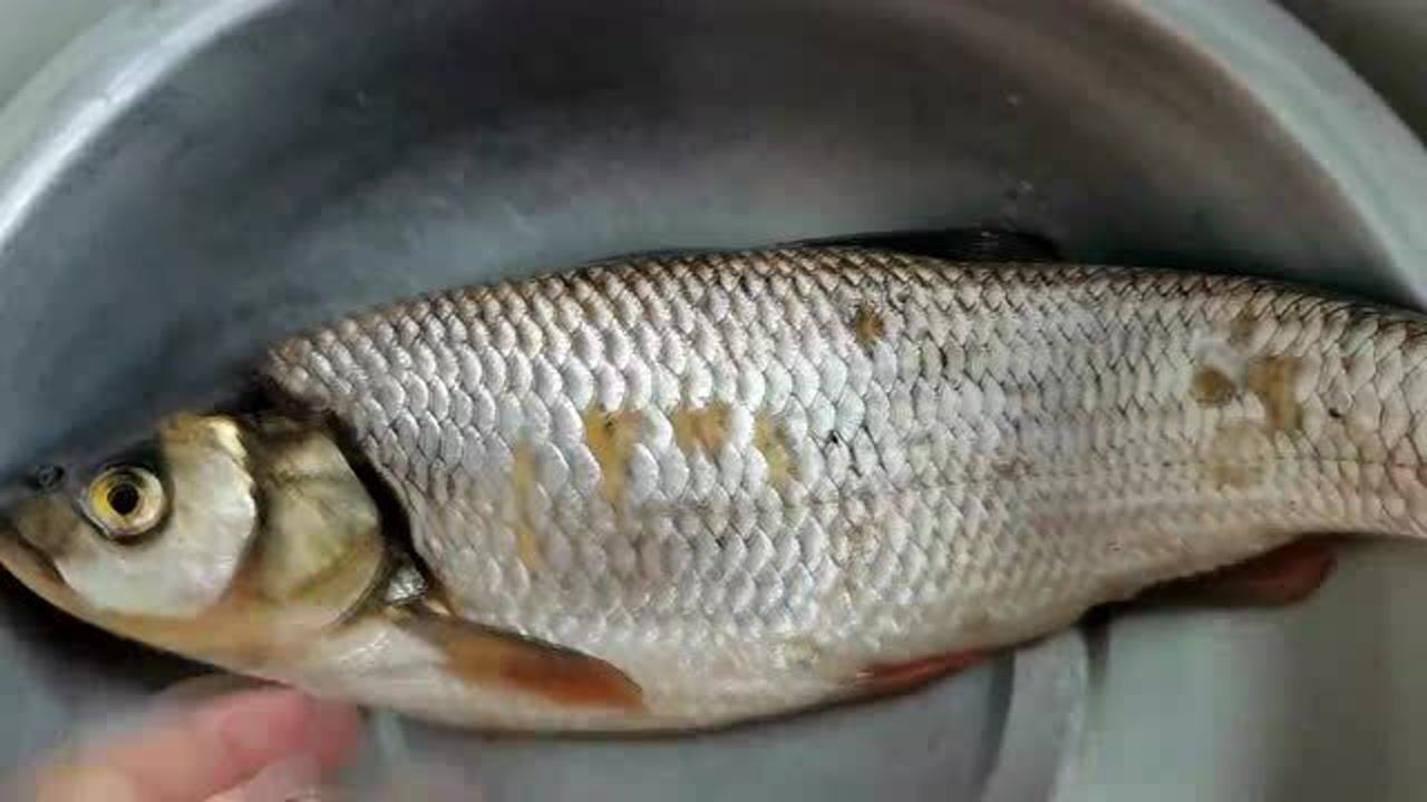 中朝边境农村集市,鸭绿江鱼卖5块钱一斤,酱焖一条看看好吃吗