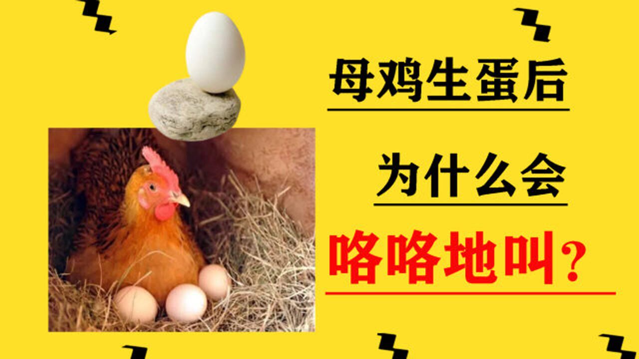 母鸡生蛋后为什么会咯咯地叫老农民说出背后真实原因