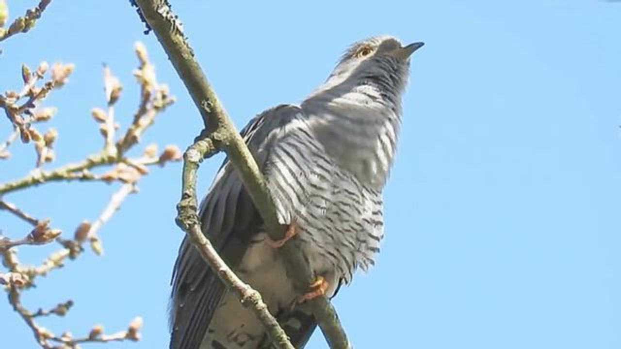 布谷鸟的叫声真好听!我听了又听!