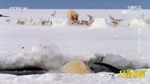 北极熊捕食白鲸的罕见画面！3.5米长的白鲸成为盘中餐