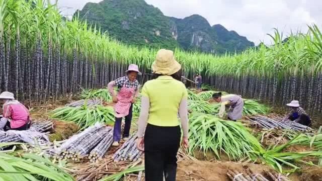 实拍广西甘蔗大丰收,这是我国食糖主产地,甘蔗天下闻名!