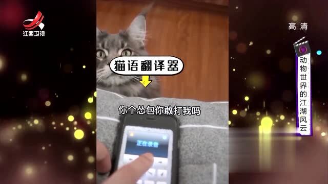 小伙用猫语翻译器挑衅猫咪,不料惨遭猫爪击打