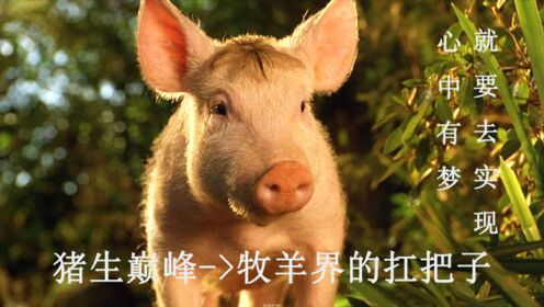 【啊锅】励志的小猪，不仅学会了放羊，还放得挺好