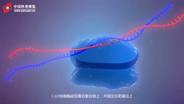 基因编辑获2020诺贝尔化学奖 华裔科学家张锋未当选