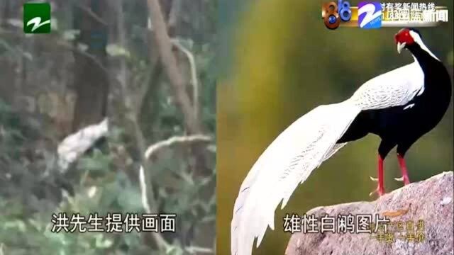 杭州留下屏基山 一群白鹇住山顶 男子拍下视频想要分享