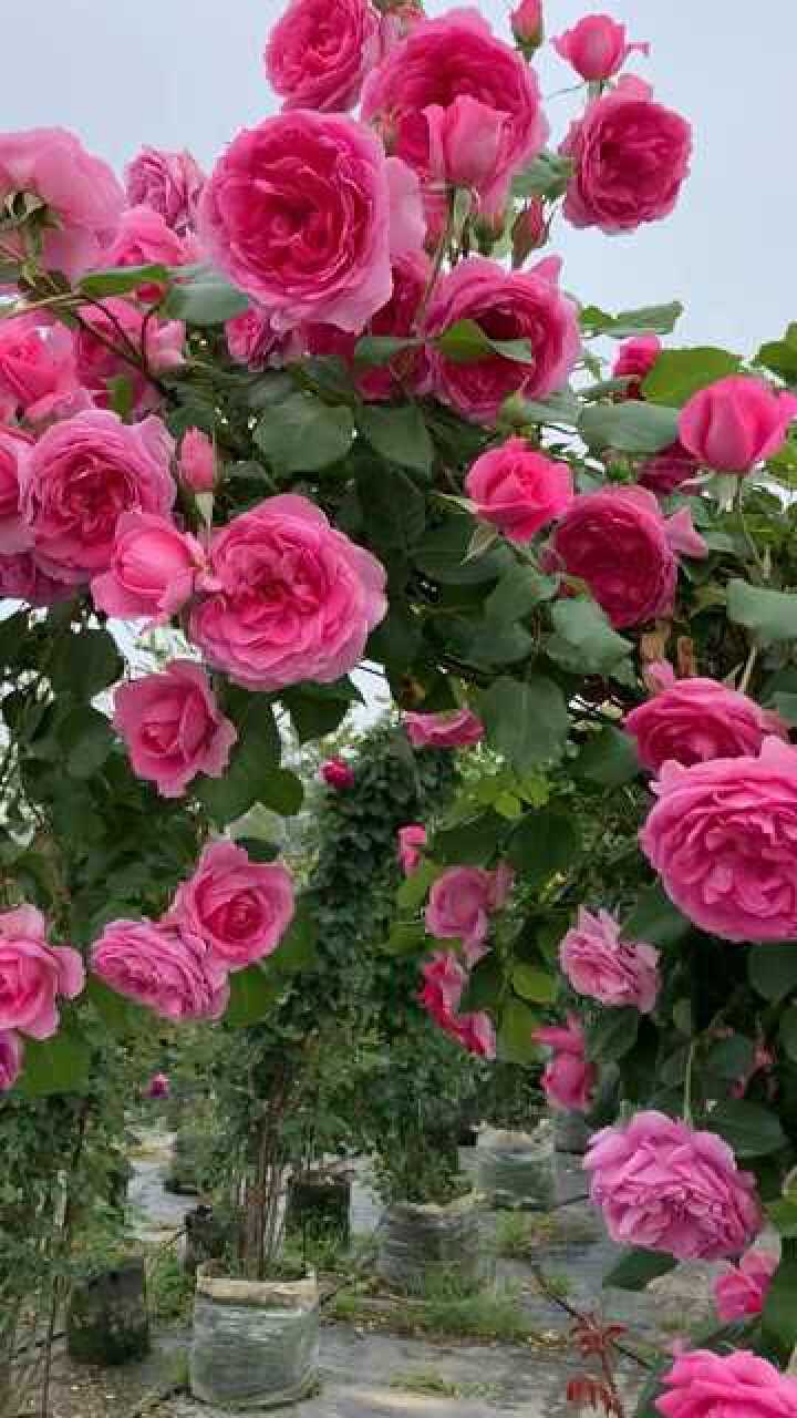 爬藤月季大游行拱门造型大花浓香型