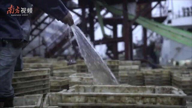 台风“浪卡”登陆!大雨持续袭击茂名博贺港