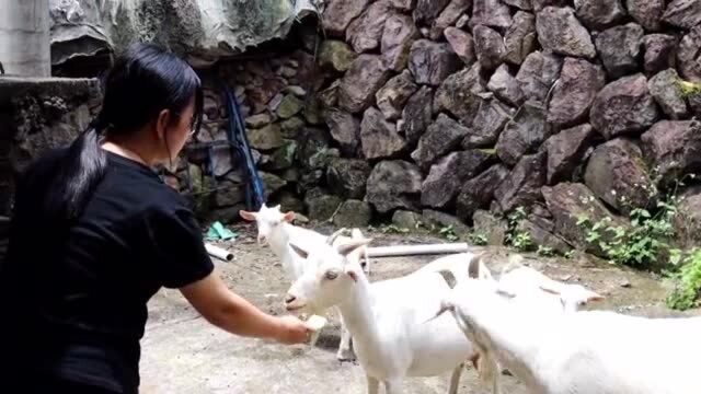 浙江农村老人独居深山,方圆十几里无人居住.儿媳来看他