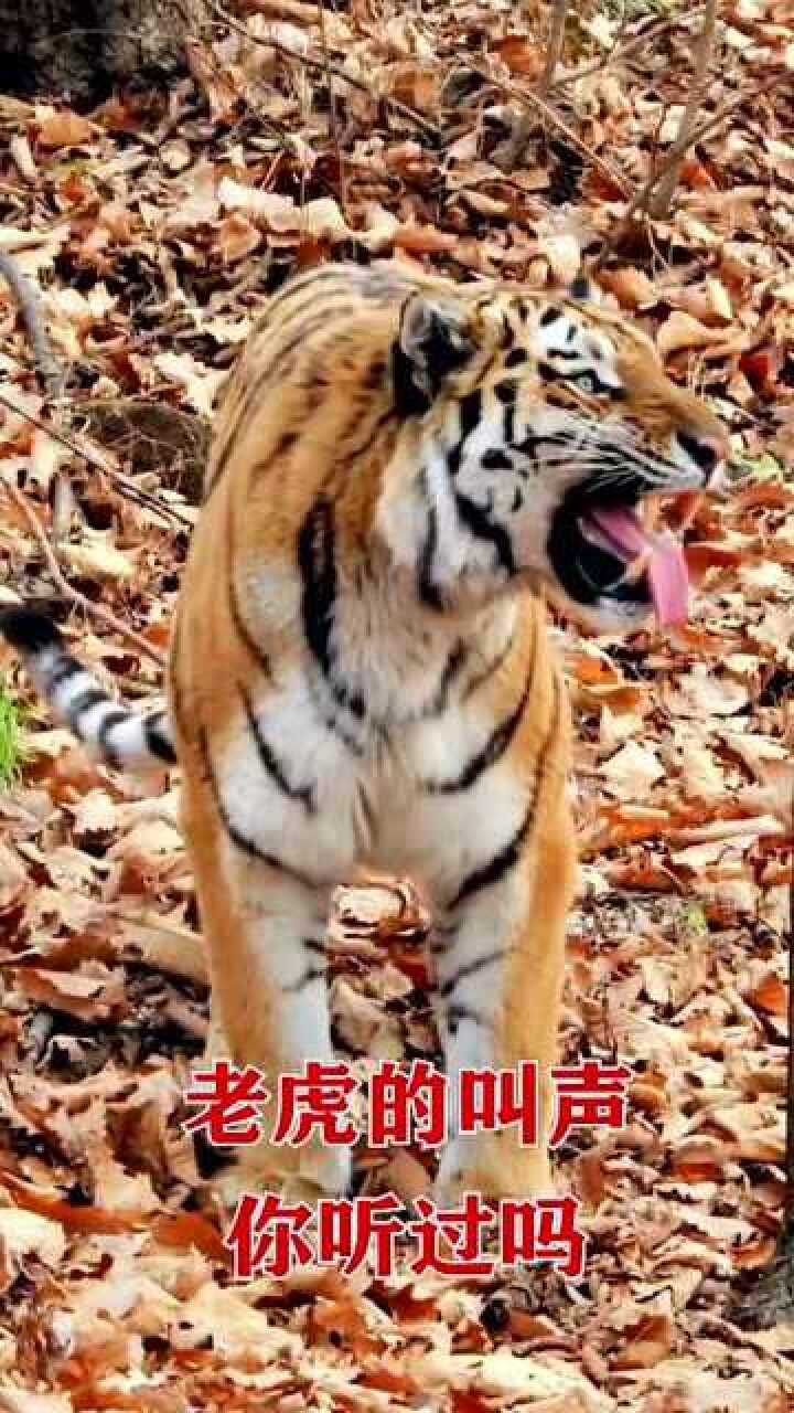 老虎的叫声,你听过吗?_腾讯视频