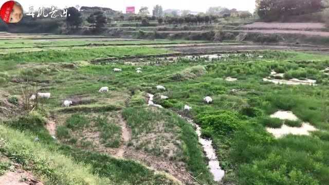 格格一首《游牧情歌》,,DJ版,配三农放牧视频背景,好听,好看