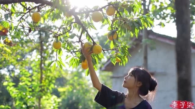 沉甸甸的枝丫上,满满的都是黄桃,李子柒摘了果子回家