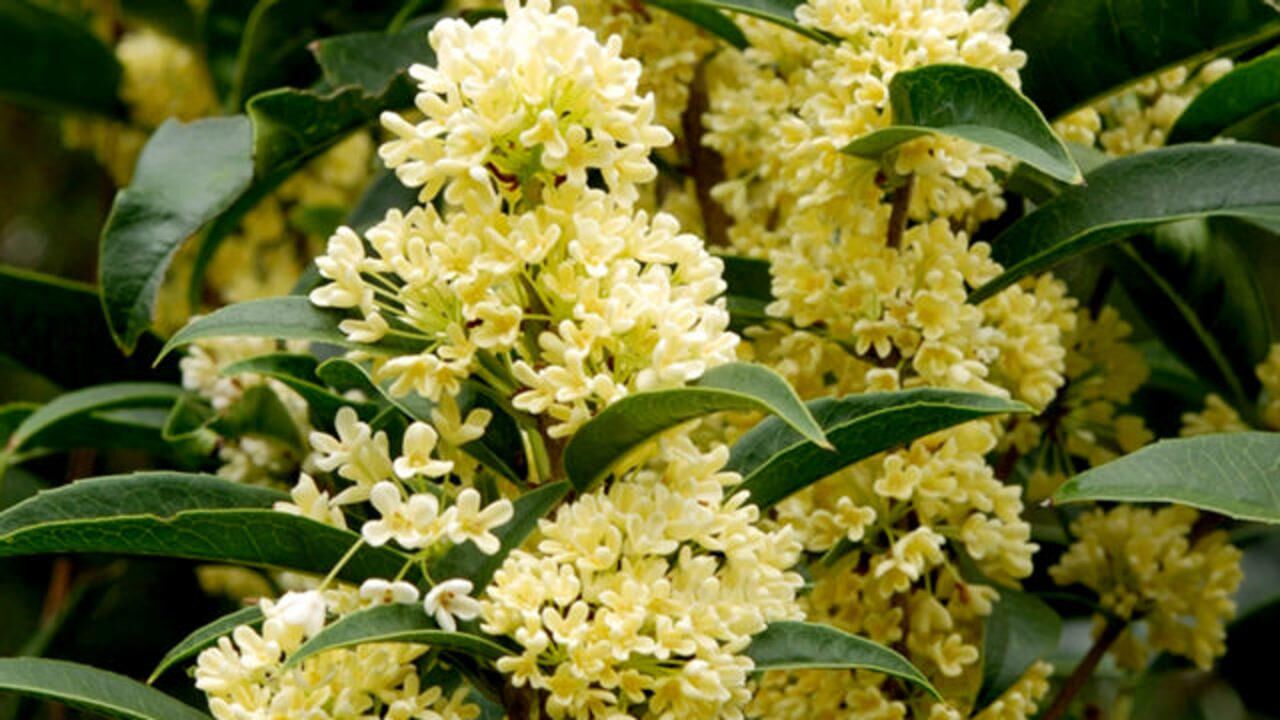 当桂花树开花时,这"3怕"一定要避开,否则会导致花朵掉光光!