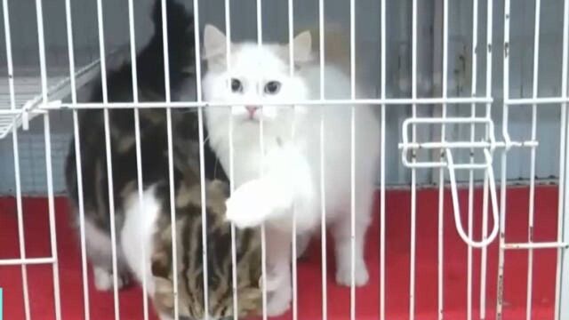 央视曝光“云养猫”日赚百元骗局 民警:群里除了受害者都是骗子