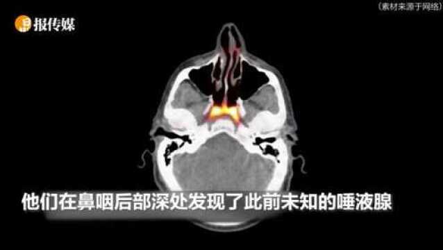 研究发现此前未知的人体器官 新发现腺体有助防止放疗副作用