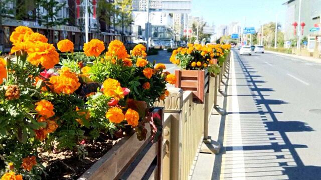 赏心悦目!通州区道路花箱花卉应季“上新”啦