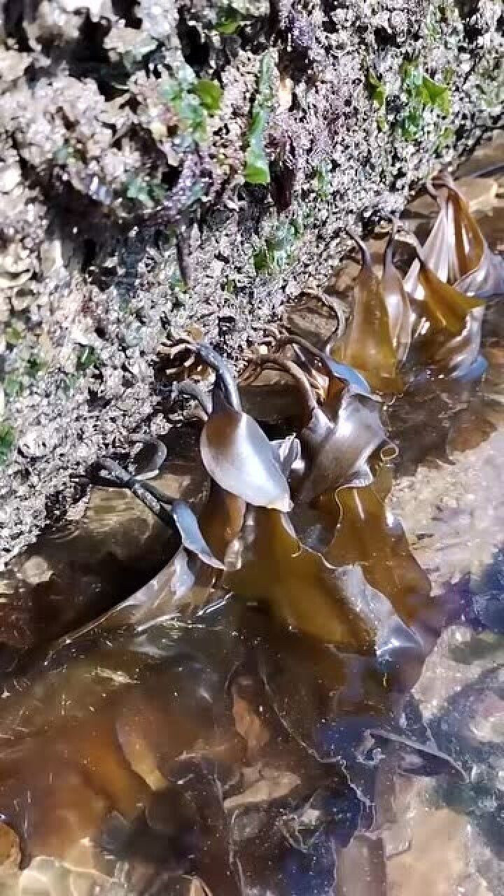 揭秘海带的生长环境终于知道海带是长在哪里的了