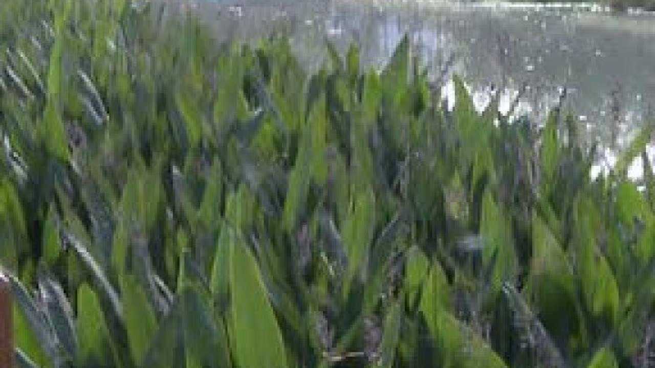 清澈的迎河水为何变浑浊了?(上)_腾讯视频
