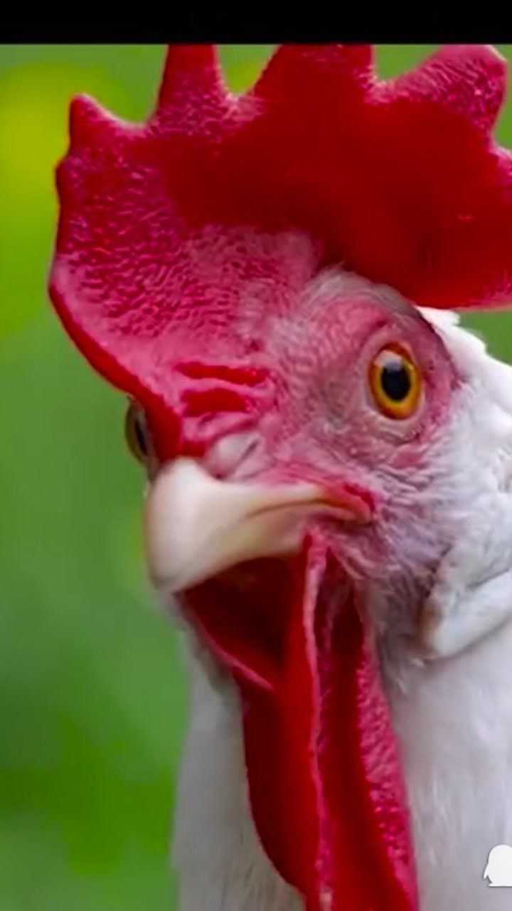 鸡冠子真的是有毒的吗到底能不能吃今天答案来了