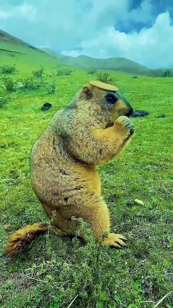 土拨鼠真是憨看到它头上顶的东西后原谅我笑出了声