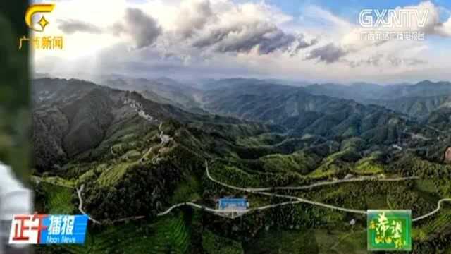 高山有机茶,香溢致富路,努力奋斗奔小康