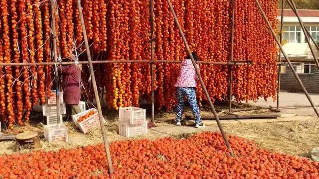 柿饼子原来是这样做成的,看完真的长见识了腾讯视频