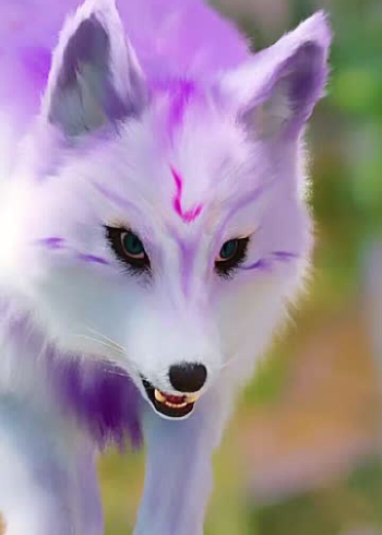 漂亮的小狐狸,真是太可爱了,好想养一只啊