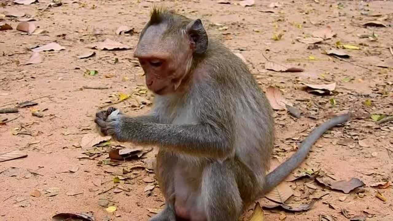 可憐的猴子大聲叫著要求人們提供食物_騰訊視頻