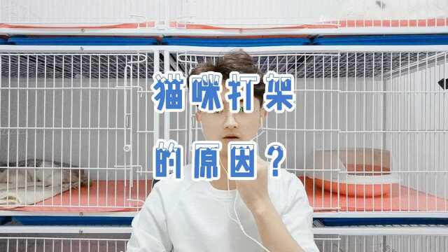 猫咪打架的原因?