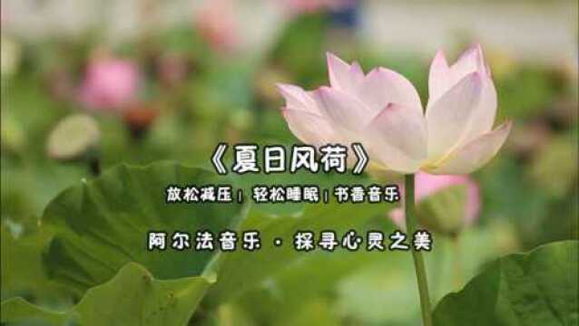 书香静心安神音乐《夏日荷花》,解压放松,舒心养性缓解精神疲劳