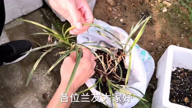 正确选择兰花品种,用心栽培蕙兰名贵兰花,轻松实现以兰养兰