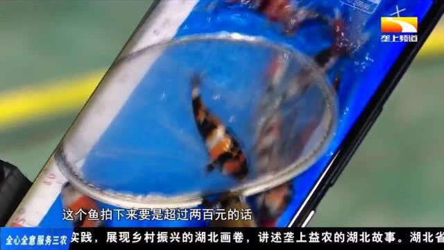 荆楚小康梦 | 回乡创业养锦鲤 电商销售显成效