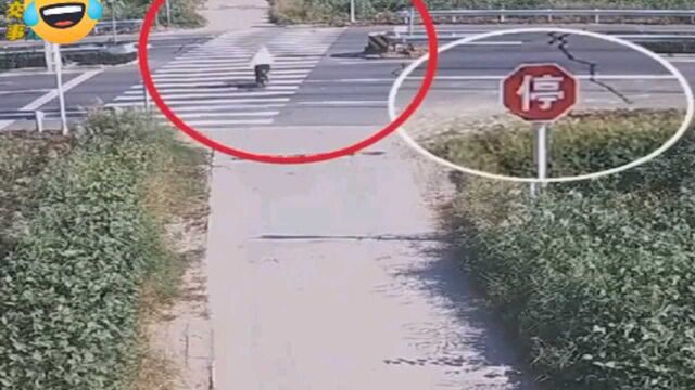 路口设立停车让行标志,你熟视无睹不出事才怪?