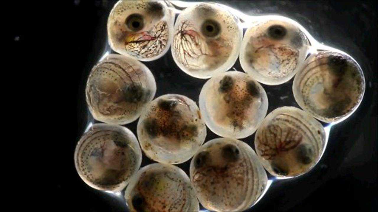 细看,显微镜下的鱼卵