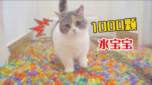 用1000颗水宝宝堵住猫咪去路，猫会怎么出来？