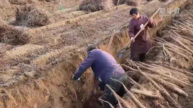 河北隆尧:麻山药种植助农增收