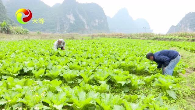 黄选安:种菜养鸡 家庭农场致富路