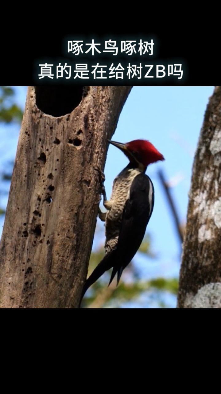啄木鸟啄树真的是在给树zb吗?