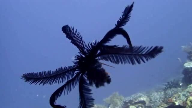 泰国渔民捕到怪异海洋生物 有十几条腿酷似蜘蛛