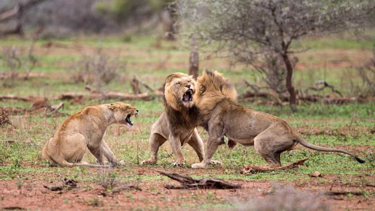 8只狮子为争夺地盘和狮群,展开激烈大战,结果雄狮重伤而逃