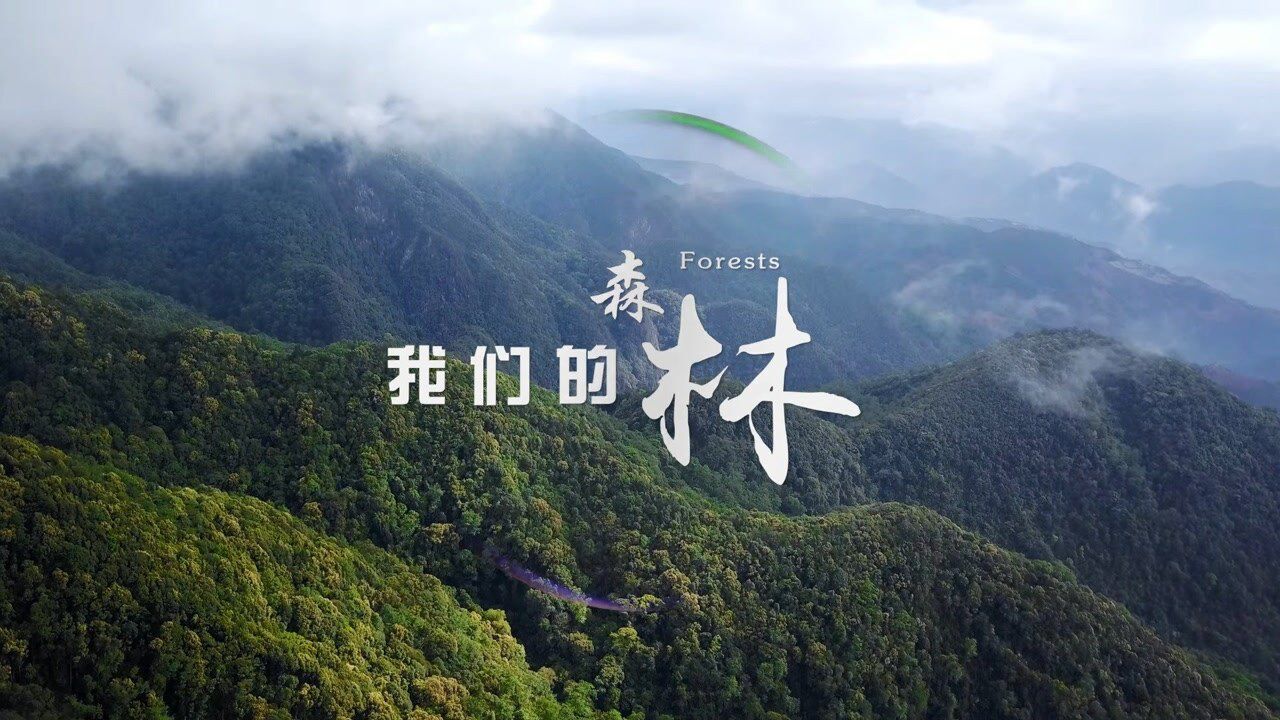 云南生物多样性保护宣传片《我们的森林》_高清