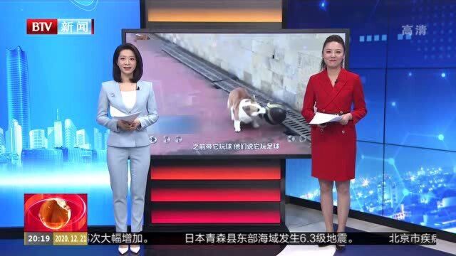 四川达州:可爱! 柯基犬广场“打篮球”