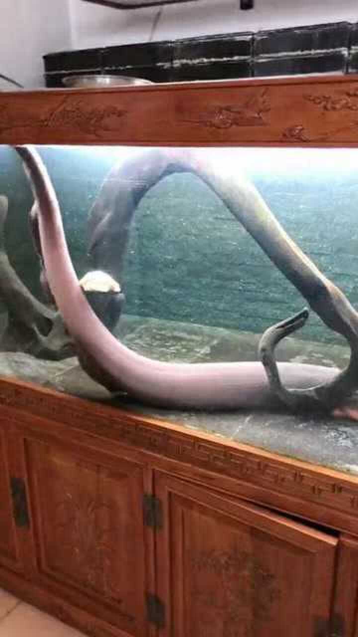 两米长的电鳗太吓人了