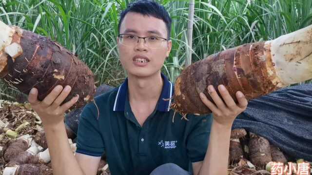 旱地种植一体化种植芋头,最重可达11斤,能卖40块一个,太赚钱