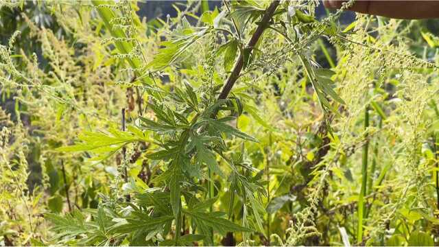 农村人当草,城里人当宝,看完这个视频让你终生受益,不懂的赶快收藏