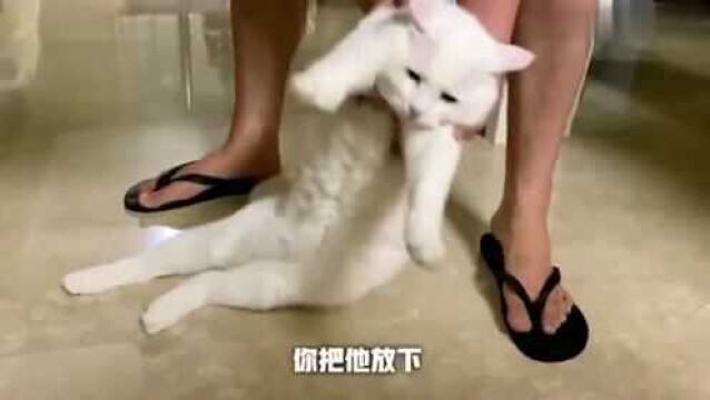 猫咪:今天就告诉你猫能懒到什么程度?