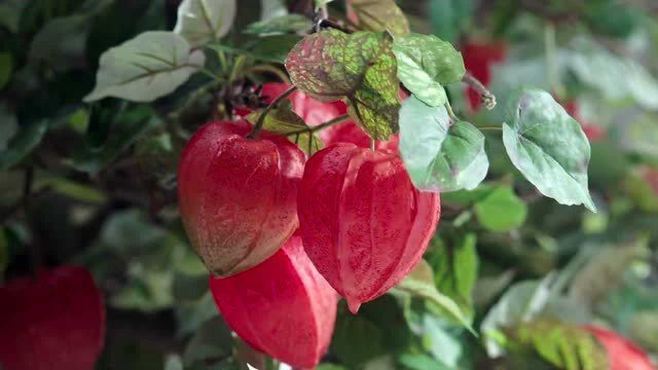 《九尾狐传》:宥利好不容易偷摘走的灯笼果,全部都凋零了