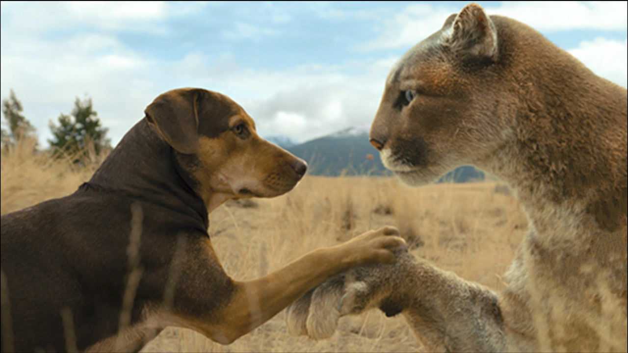 我把你当猫养大,没想到你却长成了狮子《一条狗的回家路》