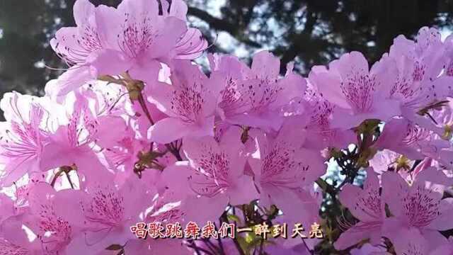 抖音劲爆歌曲《野花香》